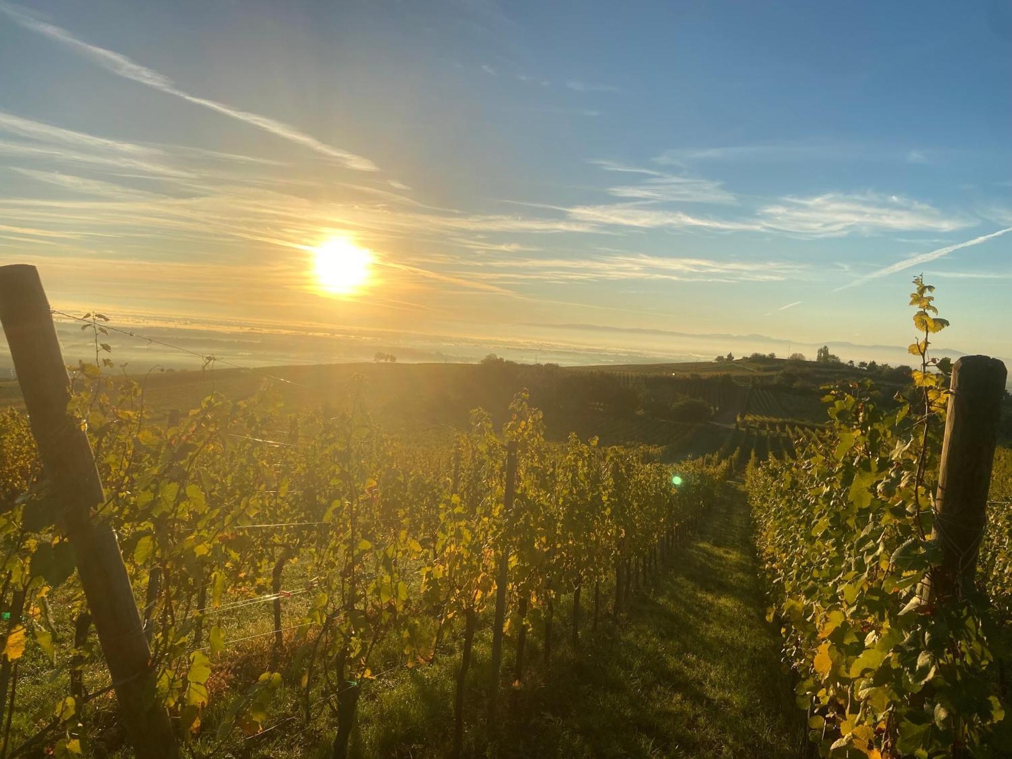 Et Chaleureux Dans Le Vignoble Apartment
